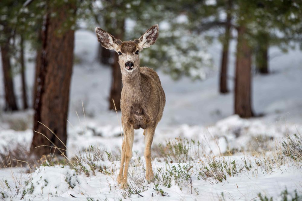 Mule Deer Doe facing camera in Lory State Park